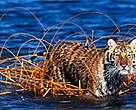 Amur (or Siberian) tiger (<I>Panthera tigris altaica</I>), one resident of the Amur Valley.