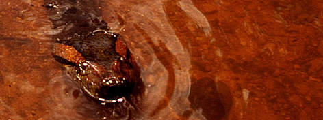 Anaconda (Eunectes murinus) swimming through a river in the Llanos (plains), Venezuela / ©: WWF-Canon / Bruno PAMBOUR rel=