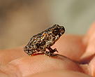 Still unidentified tree frog species