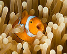 The baby Nemo of film fame would not be able to find the way home in a carbonated ocean, a study found