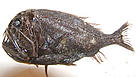 Deep-sea angler fish collected by a scientific trawl at a depth of over 1,000m in the Porcupine ... / &copy;: WWF-Canon / Ian HUDSON