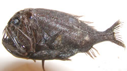 Deep Trench Fish