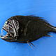 The fangtooth (Anoplogaster cornuta). A predatory fish eating crustaceans and fish. © MAR-ECO / Tracey Sutton, Harbor Branch Oceanographic Institution, Florida, USA