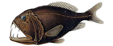 Fangtooth or Ogrefish (Anoplogaster cornuta) / ©: A. Brauer rel=