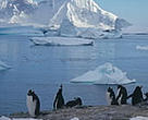 Gentoo penguins, Cuverville Island, Antarctic Peninsula. Antarctica. 
