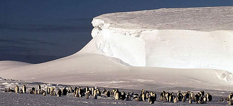 Emperor penguin (Aptenodytes forsteri) colony, Dawson-Lambton Glacier, Antarctica. / ©: WWF-Canon / Fritz PÖLKING Emperor penguin (<i>Aptenodytes forsteri</i>) colony, Dawson-Lambton Glacier, ... rel=