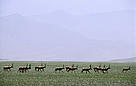  / &copy;: WWF-Canon / Ronald Petocz