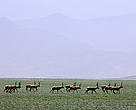 A herd of Chiru or Tibetan antelope. Shan National Reserve, Xinjiang Uygur Autonomous Region, China 