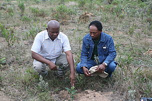 Appolinaire Razafimahatratra and Blaise Rafamantanantsoa talking about recently planted tree on ... / ©: Air France / Nicolas Petteau / ©: Air France / Nicolas Petteau