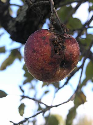 Apple affected by the declining health of trees
