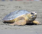 Loggerhead turtle.