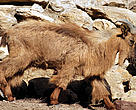 The Arabian Tahr (Arabitragus jayakari) is endangered, with fewer than 2,500 adults in the wild.