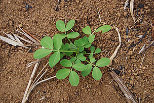 Small peanut plants. Tsaratanana, near Vondrozo. / ©: WWF-MWIOPO / M. Lippuner / ©: WWF-MWIOPO / M. Lippuner