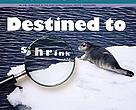 Bearded seal (Erignathus barbatus). Hornsund drifting sea ice, Svalbard, Norway. Voyage for the Future, June 2008.