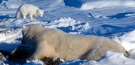 Polar Bear (Ursus maritimus) watching Arctic fox (Alopex lagopus). Churchill area, Manitoba, Canada. / ©: WWF-Canon / Michel TERRETTAZ rel=