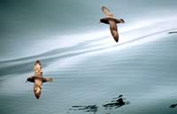 Northern fulmar (<i>Fulmarus glacialis</i>) flying over calm seas Bering Sea, Aleutian ... / &copy;: WWF-Canon / Kevin Schafer