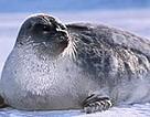 Ringed Seal, Arctic. / &copy;: WWF-Canon