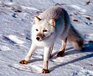 The endangered Arctic fox (<i>Alopex lagopus</i>) — only 120 remain in Scandanavia, with some 50 left in Norway.
