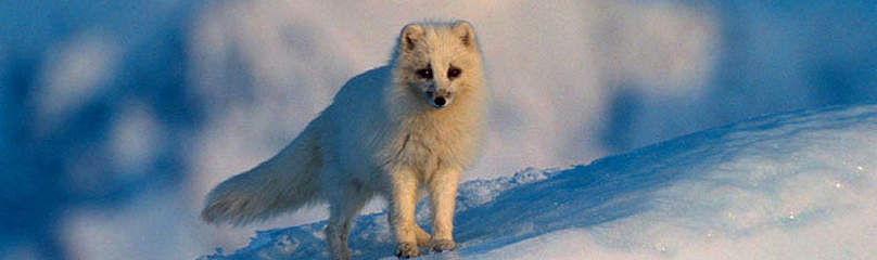 Arctic fox (Alopex lagopus) in Greenland National Park, Greenland. / ©: WWF / Klein & Hubert / ©: WWF / Klein & Hubert