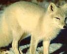 Arctic fox, one of the many species that lives in the Arctic National Wildlife Refuge.
