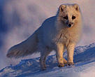 Alopex lagopus, or arctic fox