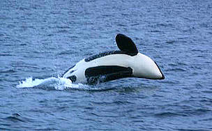 The Earth's oceans are not only home to a number of species such as this orca, but they also ... / ©: Mercedes Korber jumping orca / ©: Mercedes Korber