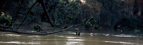 The Srepok river near Yok Don National Park. rel=