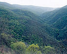 Shikahogh Reserve is home to Armenia's diminishing virgin oak forests.