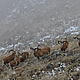 Armenian mouflon (Ovis orientalis gmelini) - Zangezur © WWF-Armenia / A. Malkhasyan