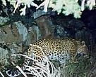 Armenia: Persian leopard. 9 March 2005, 01.45am. Authors: A Malkhasyan, I. Khorozyan, M Boyajyan. Financial support: Aalborg Zoo, PTES, WWF
