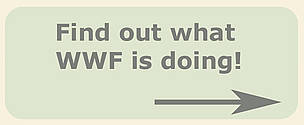 Find out what WWF is doing! / ©: WWF / ©: WWF