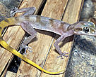 A newly discovered yellow tailed gecko <i>Asaccus gallagheri</i> found in Wadi Wurayah.
