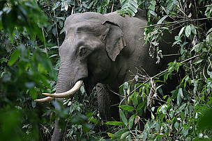  / &copy;: WWF-Bhutan