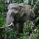 163 native species are considered threatened, including the Asian elephant. © WWF-Bhutan