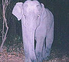 A camera trap captures an elephant's attention. A few camera traps are destroyed each year by ... / &copy;: WWF-Cambodia/DNCP/FA