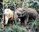 The Eastern Plains Landscape of Cambodia is home to many endangered species, including the Asian elephant, as well as banteng, gaur, and Eld’s deer.