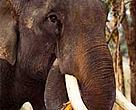 Asian elephants (<I>Elephas maximus</I>) are increasingly coming into conflict with humans as their habitat disappears.<BR>