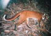 Asiatic golden cat / &copy;: WWF