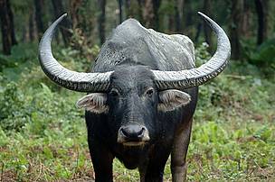  / &copy;: WWF Bhutan 