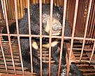 Asiatic Black Bear on a bear farm in Luang Prabang, Lao PDR