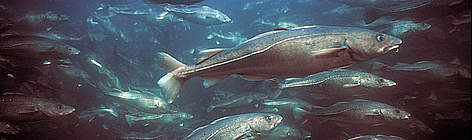 Atlantic cod (Gadus morhua) aquaculture, Newfoundland, Canada. rel=