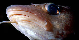 Atlantic cod (Gadus morhua) / ©: Rudolf Svenson / WWF-Canon / ©: Rudolf Svenson / WWF-Canon