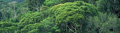 Atlantic forest canopy. Una Biological Reserve, Bahia, Brazil. / ©: Edward Parker / WWF-Canon rel=