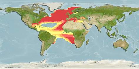 Geographical distribution of Atlantic bluefin tuna. / &copy;: Fishbase.org