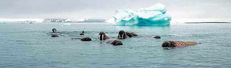 Atlantic walrus (Odobenus rosmarus rosmarus), colony. Apalona Island, Franz Josef Land, Svalbard, ... / ©: WWF-Canon / Wim van Passel / ©: WWF-Canon / Wim van Passel