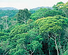 The Atlantic Forest has extemely high biodiversity, but is also one of the most endangered rainforests on earth.