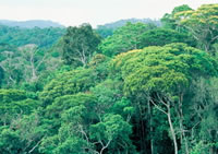 The Atlantic Forest has extemely high biodiversity, but is also one of the most endangered ... / ©: WWF-Canon / Edward Parker / ©: WWF-Canon / Edward Parker