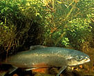 Atlantic salmon.