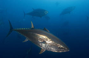 Northern bluefin tuna (Thunnus thynnus) in tuna ranching company's (Ecolo Fish) cages, ... / ©: Brian J. Skerry /National Geographic Stock / WWF / ©: Brian J. Skerry /National Geographic Stock / WWF
