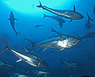 Atlantic bluefin tuna (<i>Thunnus thynnus</i>)
